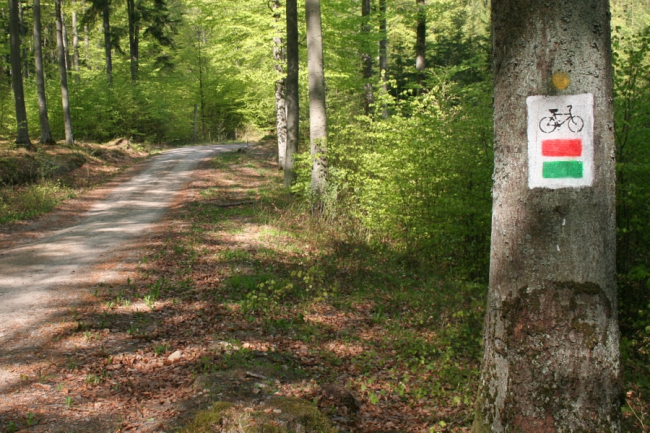 [Dla niewidomych: widok na jedną z leśnych tras rowerowych]